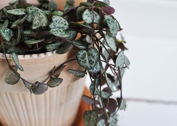 Handgjord kruka Terrakotta ⌀ 14 cm “Simona” | Bergs Potter | Willekulla Lantlig Inredning | närbild