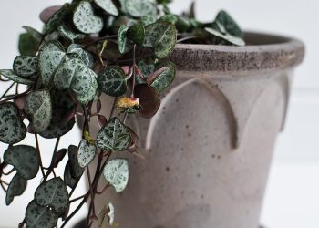 Handgjord grå kruka ⌀ 14 cm “Elizabeth” | Bergs Potter | Willekulla Lantlig Inredning | sida