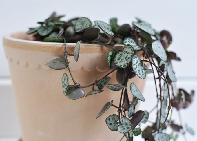 Handmade Flowerpot Terracotta ⌀ 14 cm “Helena” | Bergs Potter | Willekulla Country Style | Closeup